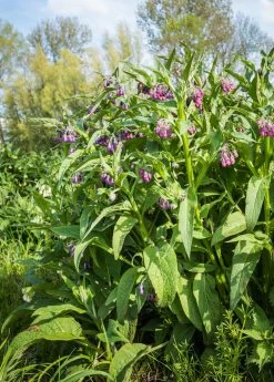 Sow Exotic Medicinal & Culinary Herbs Comfrey (Symphytum Uplandicum)