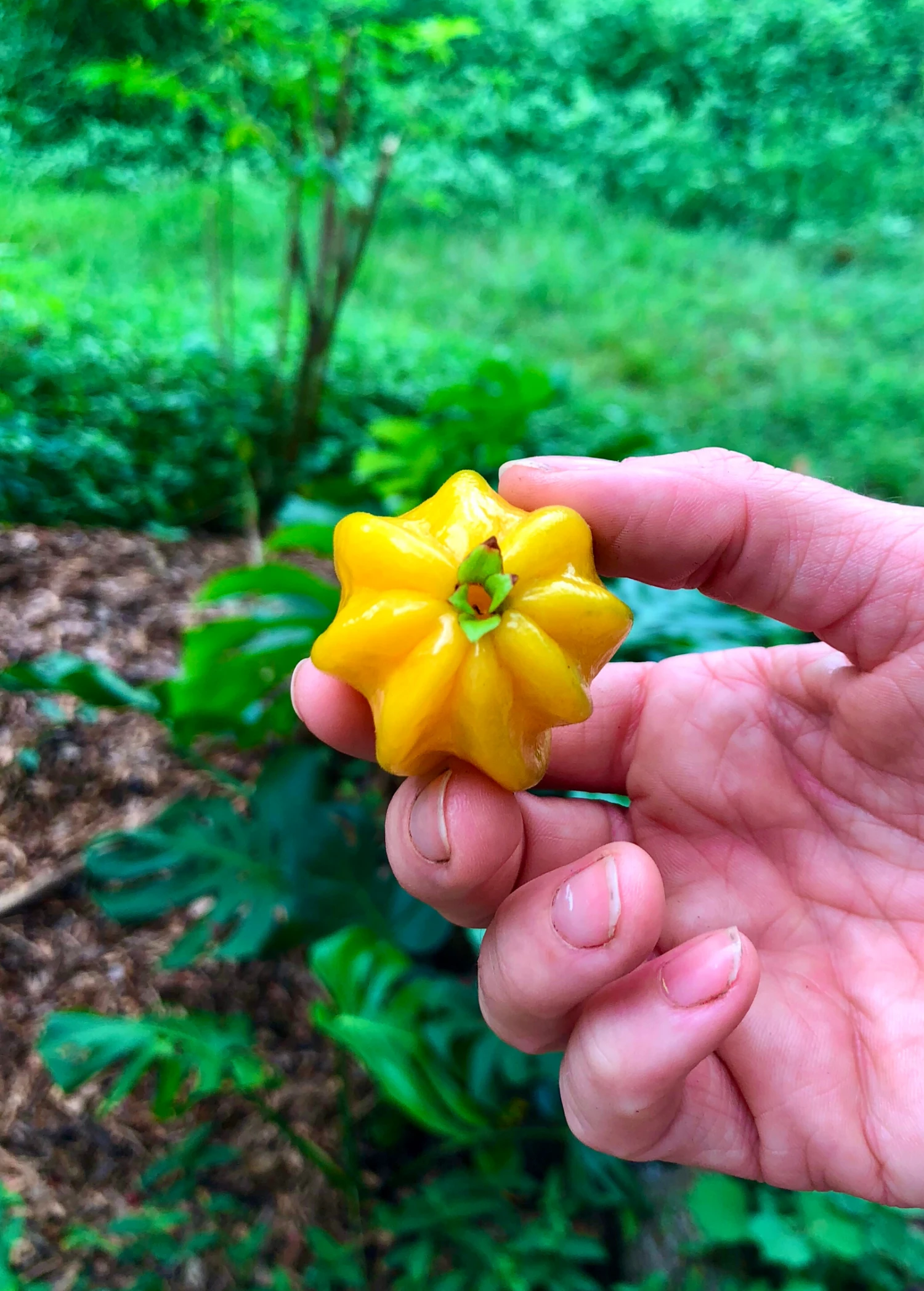 Sow Exotic Pitangatuba (Eugenia Neonitida)