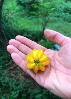 Sow Exotic Pitangatuba (Eugenia Neonitida)