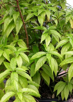 Sow Exotic Hoan Ngoc, Xuan-Hoa (Pseuderanthemum Palatiferum) Medicinal & Culinary Herbs