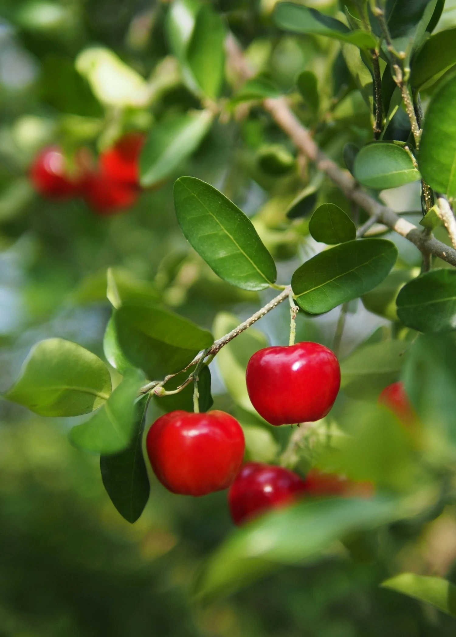 Sow Exotic Barbados Cherry (Malpighia Emarginata) Tropical Fruit & Spice Trees 2 Sow Exotic Barbados Cherry (Malpighia Emarginata) Tropical Fruit & Spice Trees
