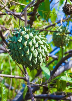 Sow Exotic Rollinia (Rollinia Deliciosa) 7 Sow Exotic Rollinia (Rollinia Deliciosa)