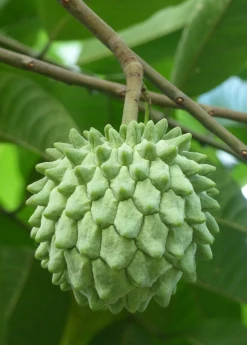 Sow Exotic Rollinia (Rollinia Deliciosa) 6 Sow Exotic Rollinia (Rollinia Deliciosa)