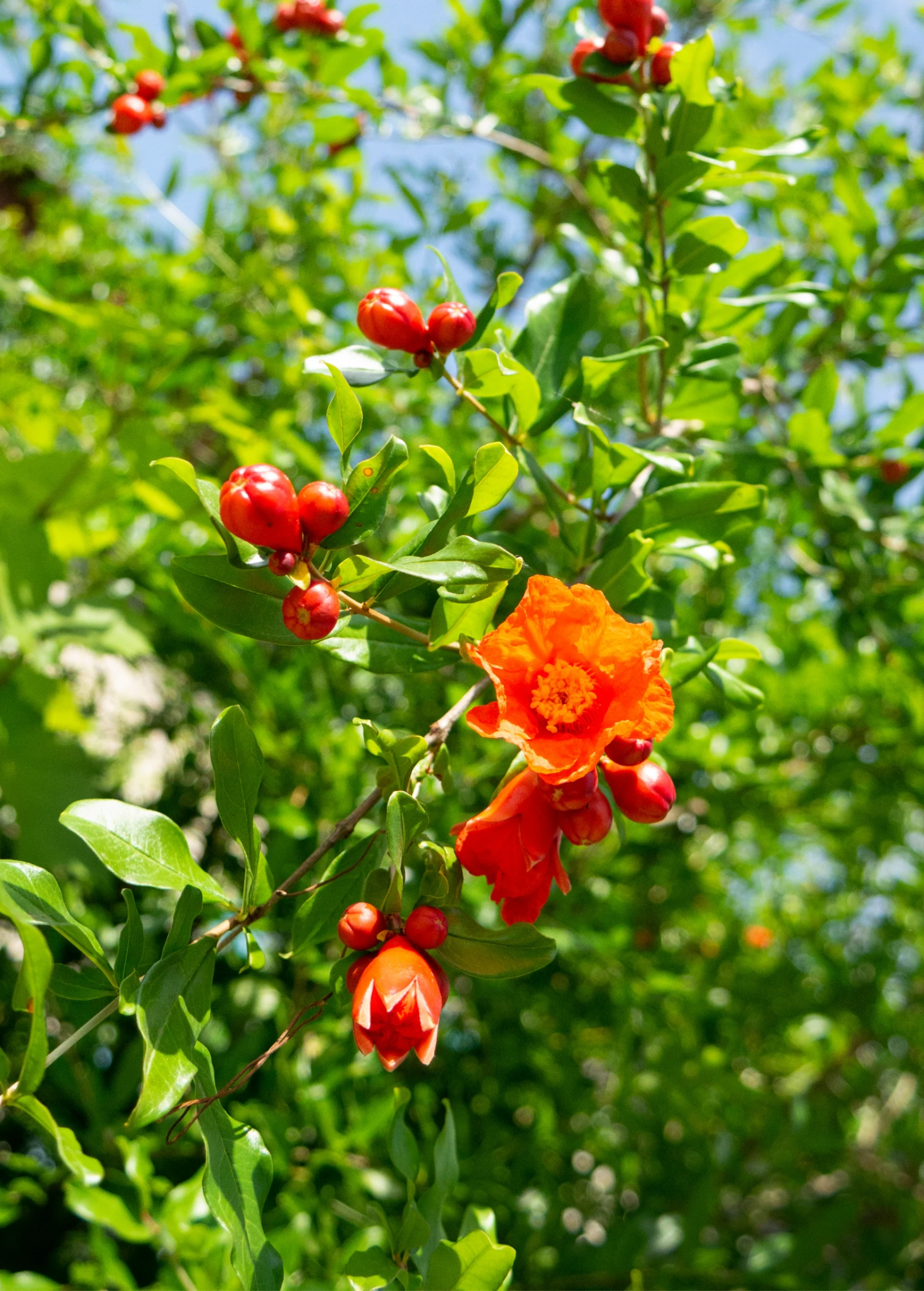 Sow Exotic Pomegranate 'Salavatski' (Punica Granatum) 2 Sow Exotic Pomegranate 'Salavatski' (Punica Granatum)