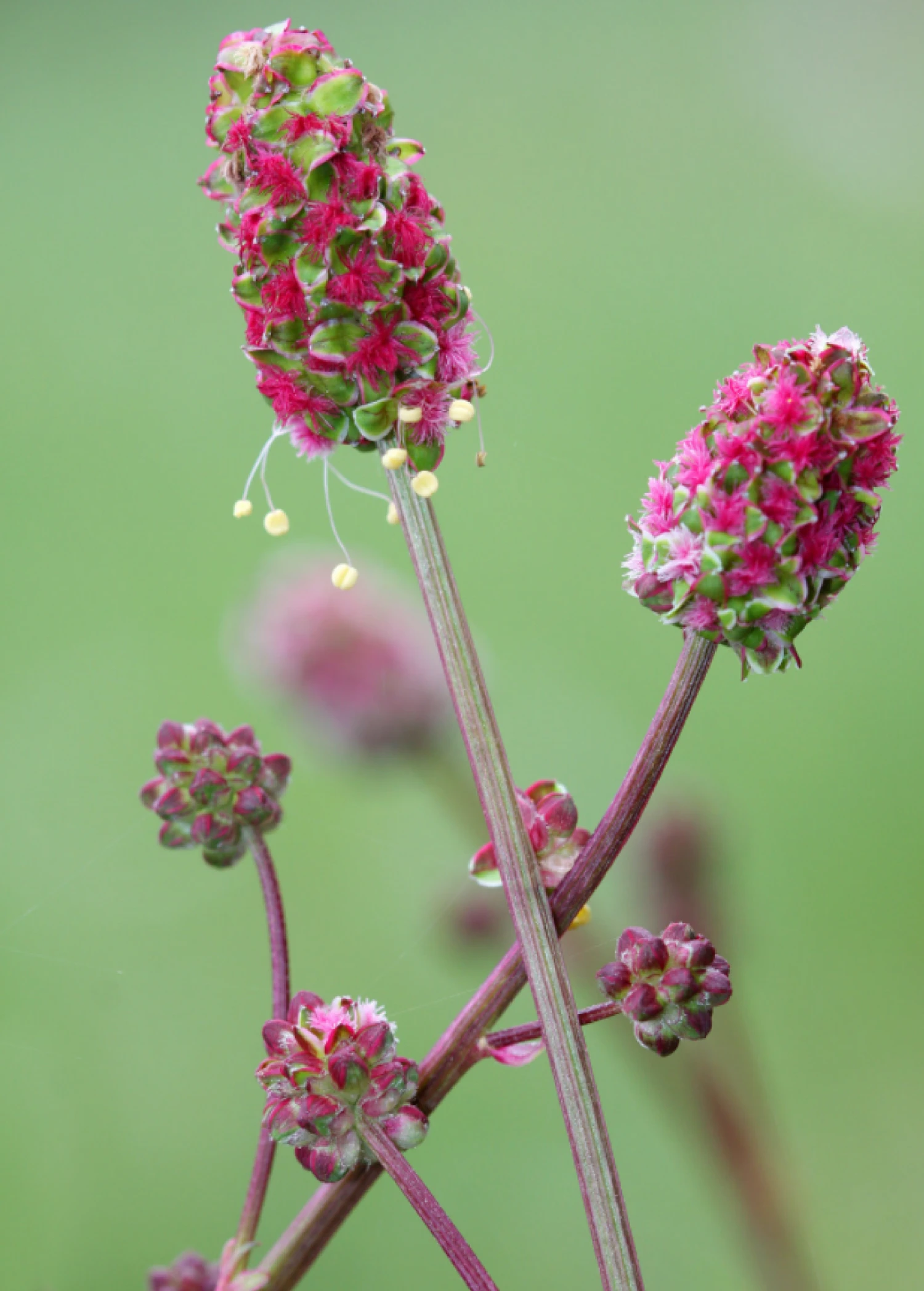 Sow Exotic Salad Burnet (Sanguisorba Minor) 1 Sow Exotic Salad Burnet (Sanguisorba Minor)