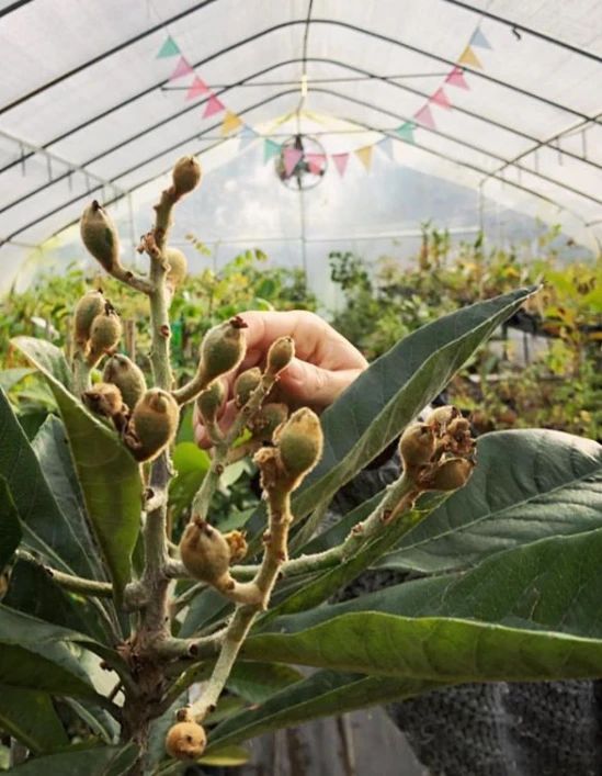 Sow Exotic Tropical Fruit & Spice Trees Loquat 'Christmas' (Eriobotrya Japonica) 5 Sow Exotic Tropical Fruit & Spice Trees Loquat 'Christmas' (Eriobotrya Japonica)