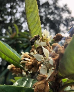 Sow Exotic Tropical Fruit & Spice Trees Loquat 'Christmas' (Eriobotrya Japonica) 15 Sow Exotic Tropical Fruit & Spice Trees Loquat 'Christmas' (Eriobotrya Japonica)