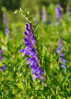 Sow Exotic Medicinal & Culinary Herbs Skullcap (Scutellaria Baicalensis)