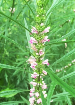 Sow Exotic Medicinal & Culinary Herbs Siberian Motherwort (Leonurus Sibiricus) 6 Sow Exotic Medicinal & Culinary Herbs Siberian Motherwort (Leonurus Sibiricus)