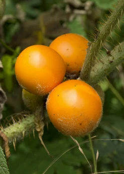 Sow Exotic Lulo, Naranjilla (Solanum Quitoense) Rare Fruiting Plants