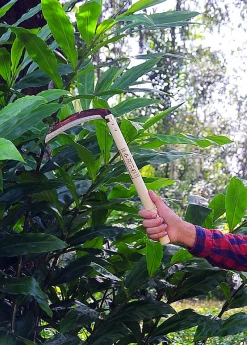 Sow Exotic Korean Grass Sickle Garden Tools 5 Sow Exotic Korean Grass Sickle Garden Tools
