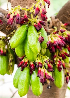 Sow Exotic Tropical Fruit & Spice Trees Bilimbi (Averrhoa Bilimbi)
