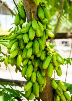 Sow Exotic Tropical Fruit & Spice Trees Bilimbi (Averrhoa Bilimbi)