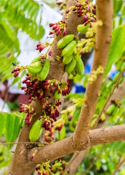 Sow Exotic Tropical Fruit & Spice Trees Bilimbi (Averrhoa Bilimbi)