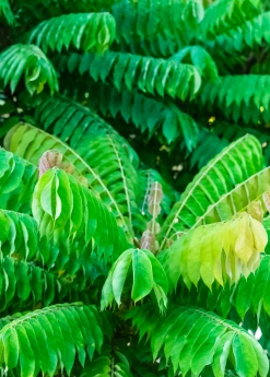 Sow Exotic Tropical Fruit & Spice Trees Bilimbi (Averrhoa Bilimbi)