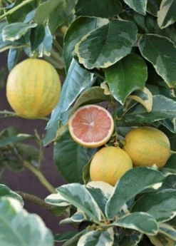 Sow Exotic Variegated Pink Lemon (Citrus × Limon) Tropical Fruit & Spice Trees