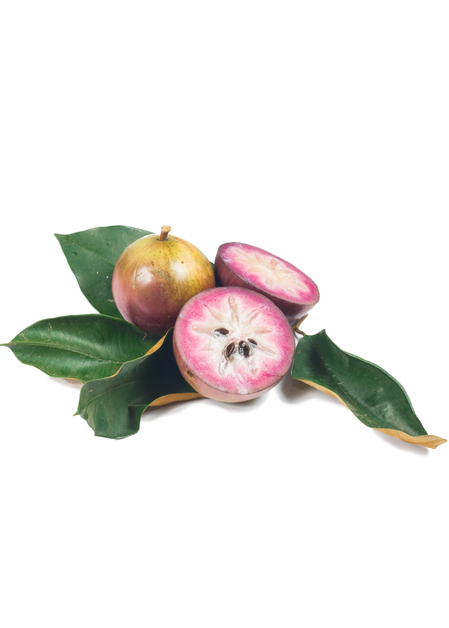 Sow Exotic Tropical Fruit & Spice Trees Star Apple, Caimito (Chrysophyllum Cainito) 4 Sow Exotic Tropical Fruit & Spice Trees Star Apple, Caimito (Chrysophyllum Cainito)
