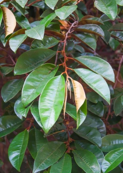 Sow Exotic Tropical Fruit & Spice Trees Star Apple, Caimito (Chrysophyllum Cainito)