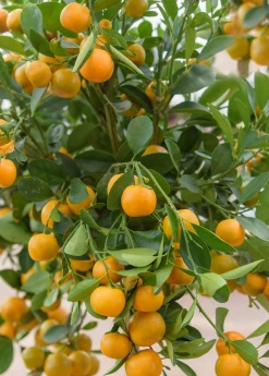 Sow Exotic Calamondin (Citrus × Citrofortunella Microcarpa) Tropical Fruit & Spice Trees