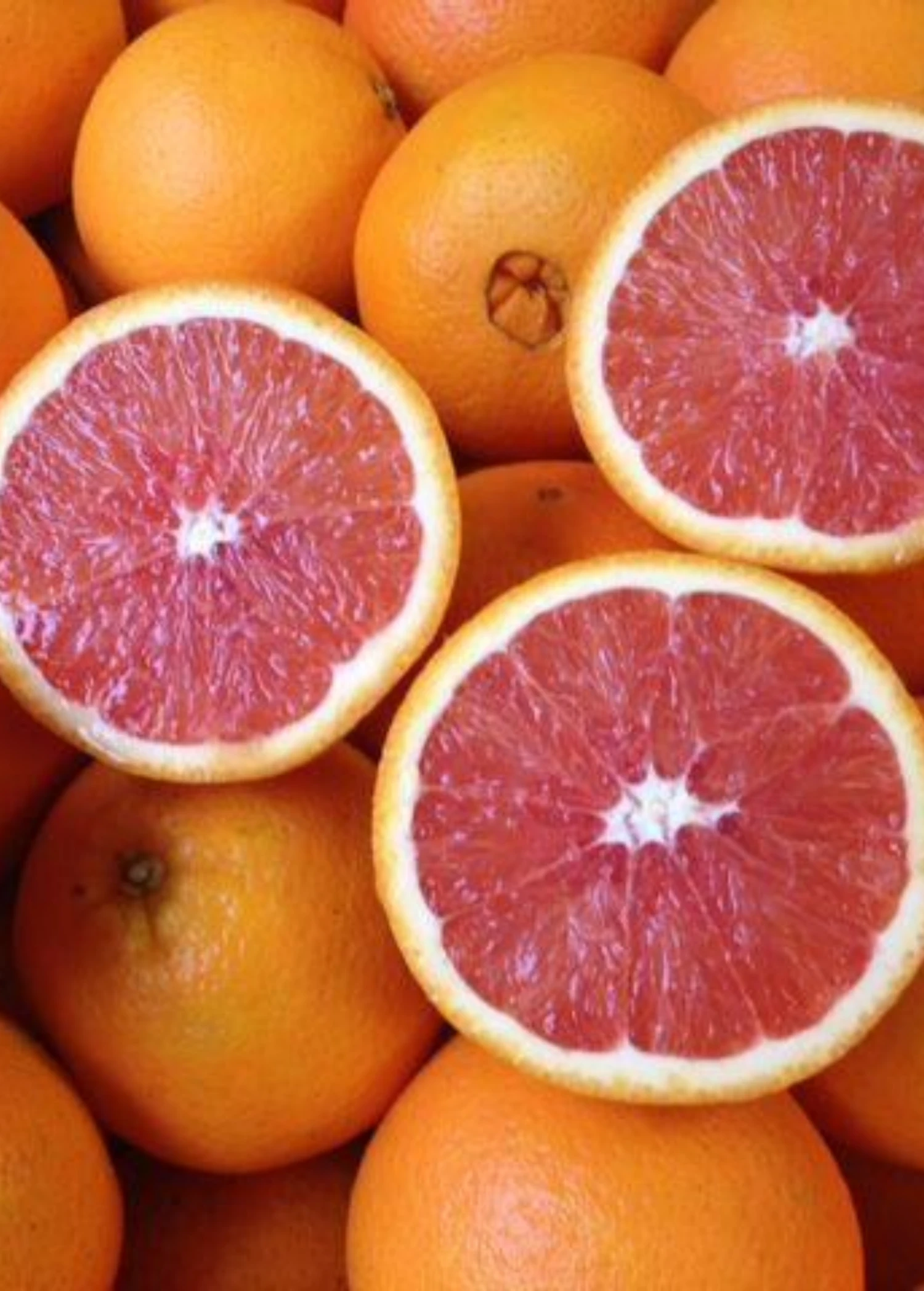 Sow Exotic Tropical Fruit & Spice Trees Cara Cara Red Navel Orange (Citrus Sinensis)