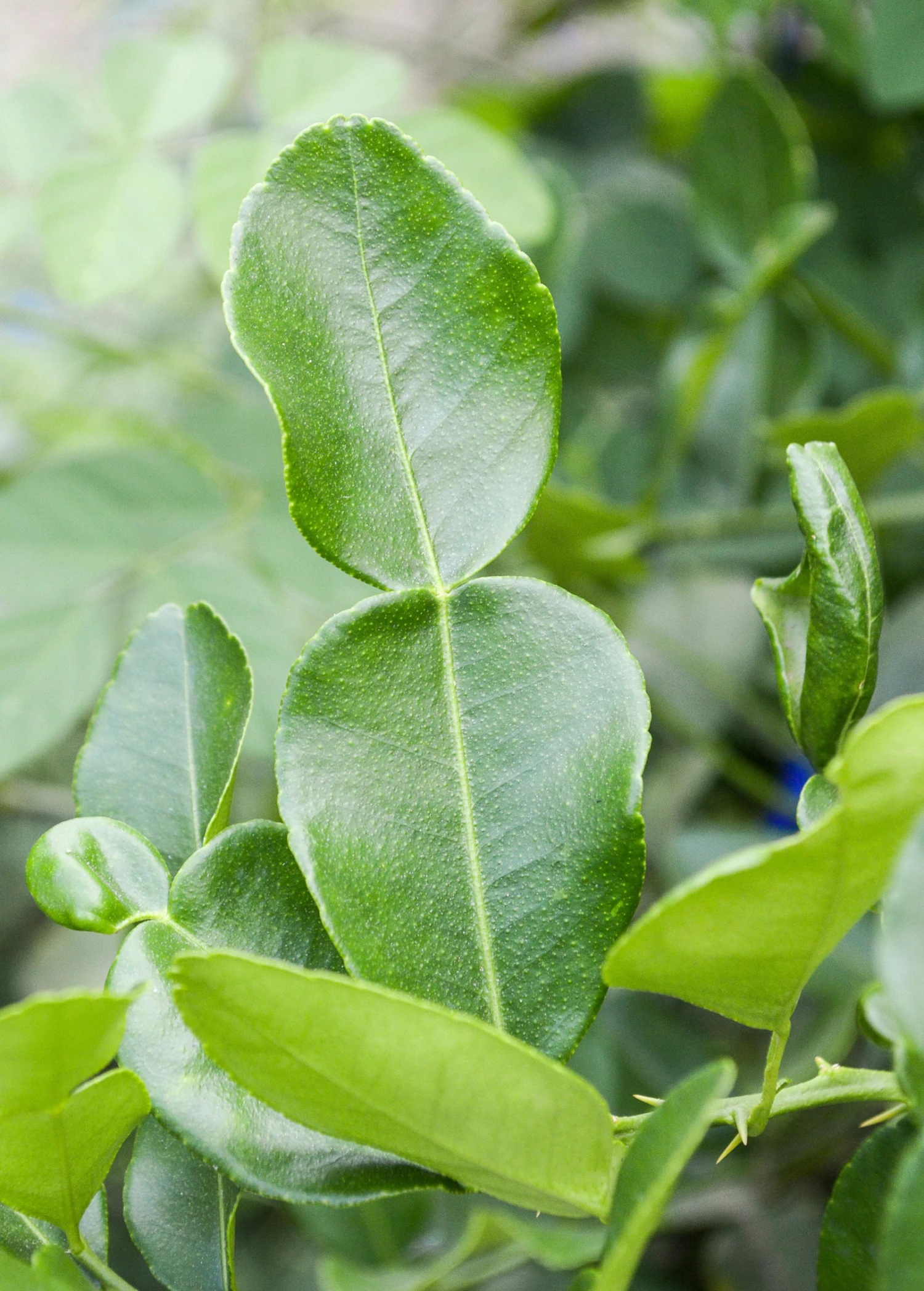 Sow Exotic Kaffir, Makrut Lime (Citrus Hystrix) 1 Sow Exotic Kaffir, Makrut Lime (Citrus Hystrix)