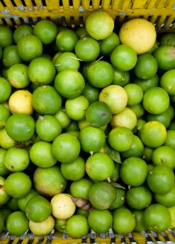 Sow Exotic Tropical Fruit & Spice Trees Key Lime (Citrus × Aurantiifolia)