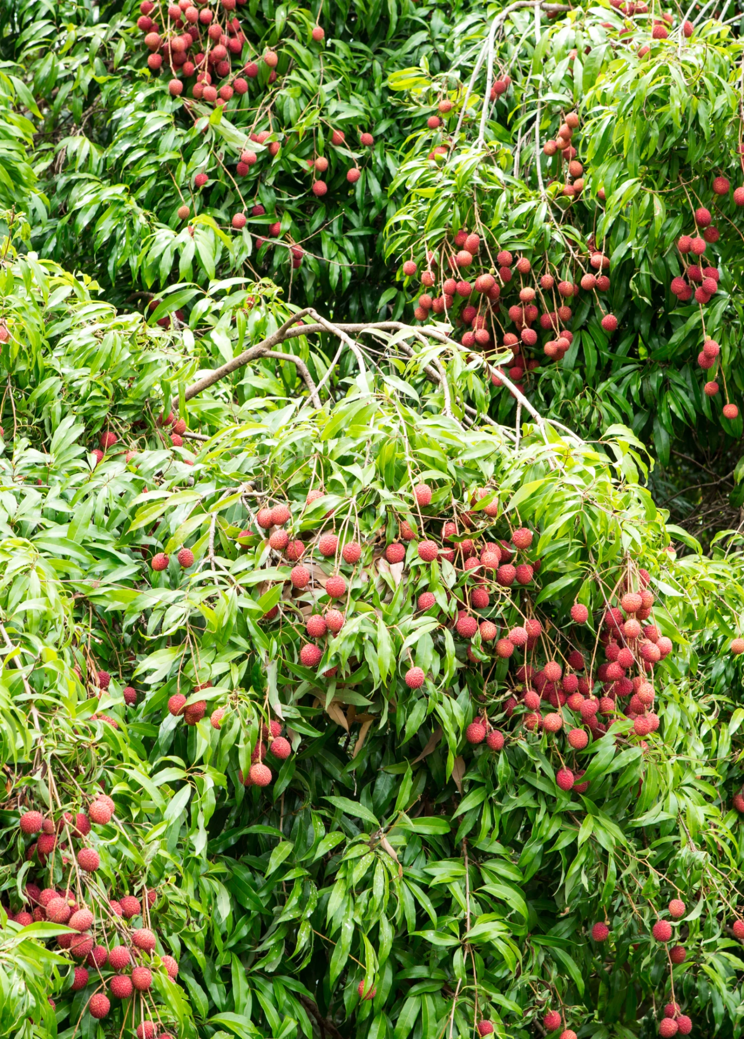 Sow Exotic Lychee 'Brewster' (Litchi Chinensis) Tropical Fruit & Spice Trees 1 Sow Exotic Lychee 'Brewster' (Litchi Chinensis) Tropical Fruit & Spice Trees