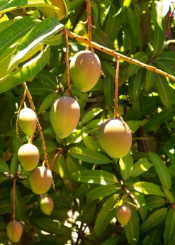 Sow Exotic Mango 'Carrie' (Mangifera Indica) Tropical Fruit & Spice Trees