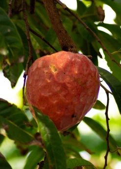 Sow Exotic Tropical Fruit & Spice Trees Custard Apple, Red (Annona Reticulata)