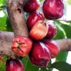 Sow Exotic Malay Apple (Syzygium Malaccense)