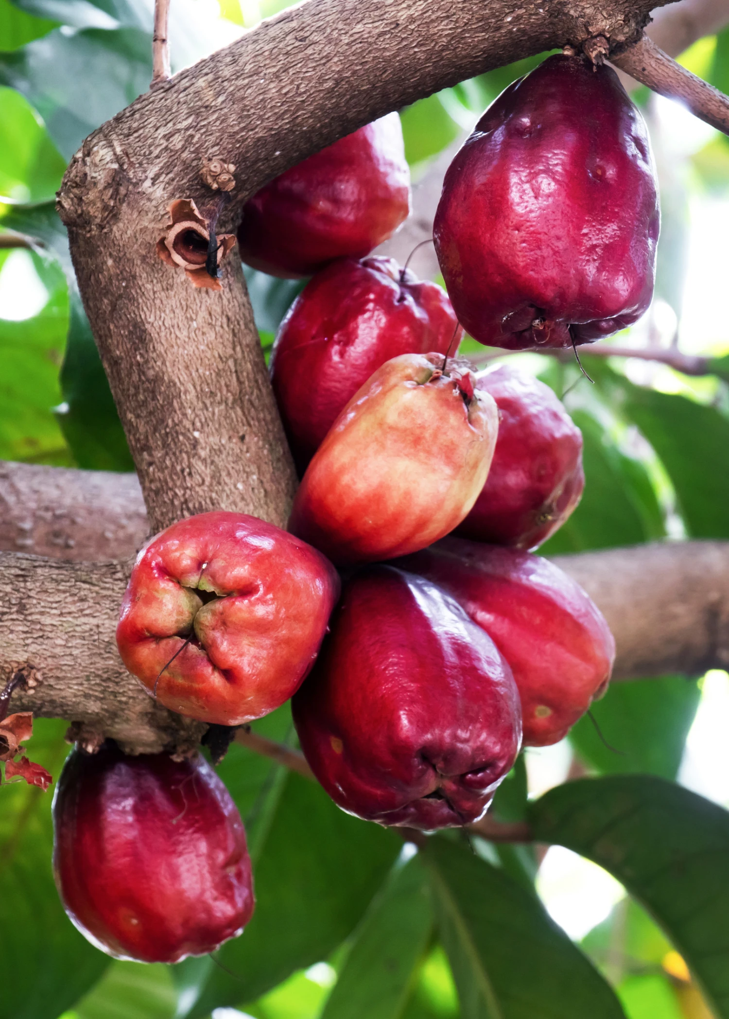 Sow Exotic Malay Apple (Syzygium Malaccense) 1 Sow Exotic Malay Apple (Syzygium Malaccense)