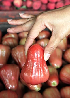 Sow Exotic Malay Apple (Syzygium Malaccense) 6 Sow Exotic Malay Apple (Syzygium Malaccense)