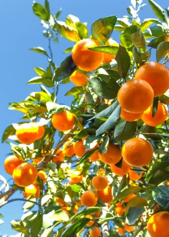 Sow Exotic Tropical Fruit & Spice Trees Satsuma Mandarin (Citrus Unshiu)