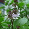 Sow Exotic Thai Basil (Ocimum Basilicum Var. Thyrsiflora) Medicinal & Culinary Herbs