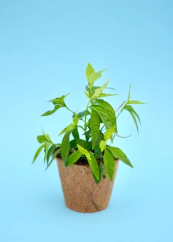 Sow Exotic Tilo (Justicia Pectoralis) 5 Sow Exotic Tilo (Justicia Pectoralis)