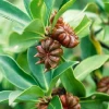 Sow Exotic Star Anise (Illicium Verum) Medicinal & Culinary Herbs