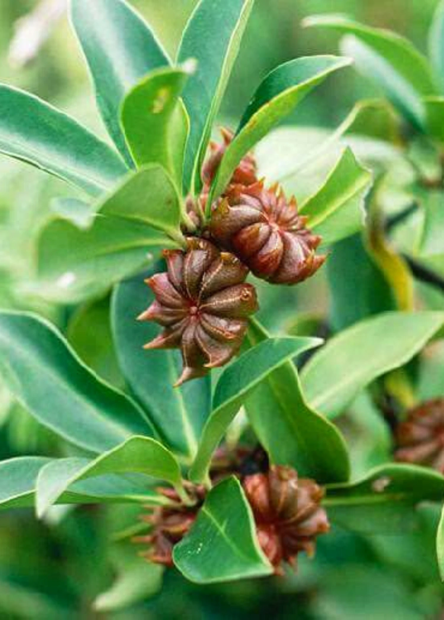 Sow Exotic Star Anise (Illicium Verum) Medicinal & Culinary Herbs 1 Sow Exotic Star Anise (Illicium Verum) Medicinal & Culinary Herbs