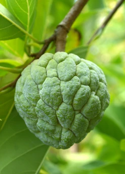 Sow Exotic Tropical Fruit & Spice Trees Sugar Apple 'Na Dai' (Annona Squamosa L)