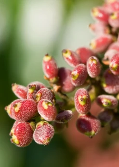 Sow Exotic Rare Fruiting Plants Sumac, Florida Native (Rhus Copallinum)