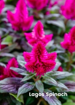 Sow Exotic Summer Spin-Off: Tropical Greens Bundle