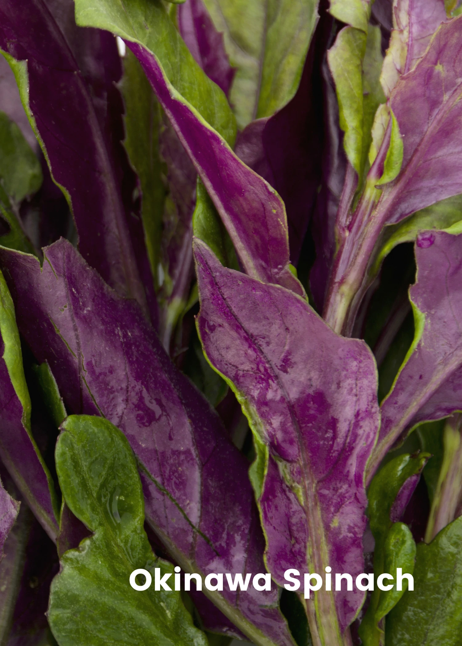 Sow Exotic Summer Spin-Off: Tropical Greens Bundle 4 Sow Exotic Summer Spin-Off: Tropical Greens Bundle