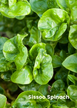 Sow Exotic Summer Spin-Off: Tropical Greens Bundle 8 Sow Exotic Summer Spin-Off: Tropical Greens Bundle