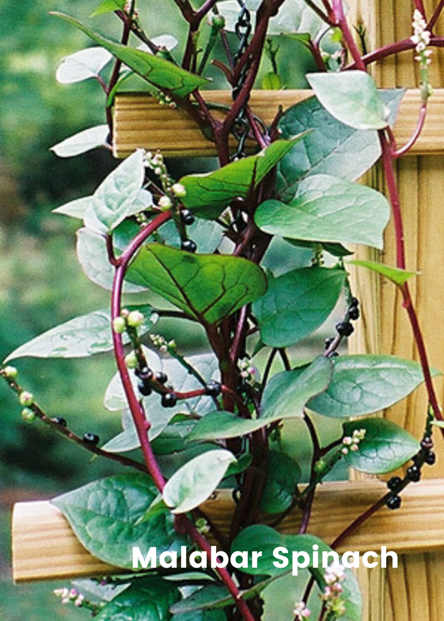 Sow Exotic Summer Spin-Off: Tropical Greens Bundle 6 Sow Exotic Summer Spin-Off: Tropical Greens Bundle