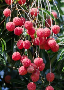 Sow Exotic Tropical Fruit & Spice Trees Lychee 'Sweetheart' (Litchi Chinensis) 6 Sow Exotic Tropical Fruit & Spice Trees Lychee 'Sweetheart' (Litchi Chinensis)