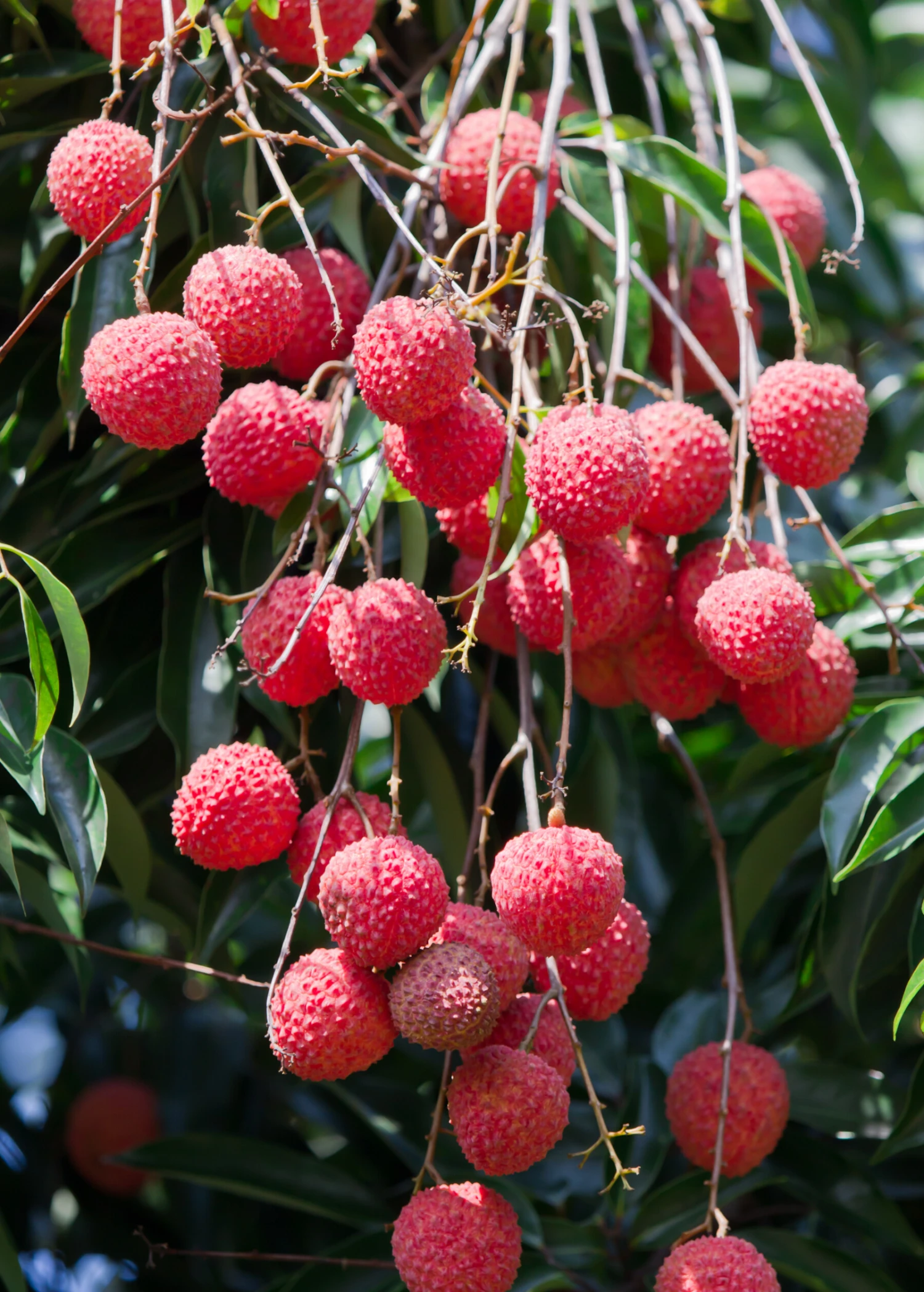 Sow Exotic Tropical Fruit & Spice Trees Lychee 'Sweetheart' (Litchi Chinensis) 3 Sow Exotic Tropical Fruit & Spice Trees Lychee 'Sweetheart' (Litchi Chinensis)