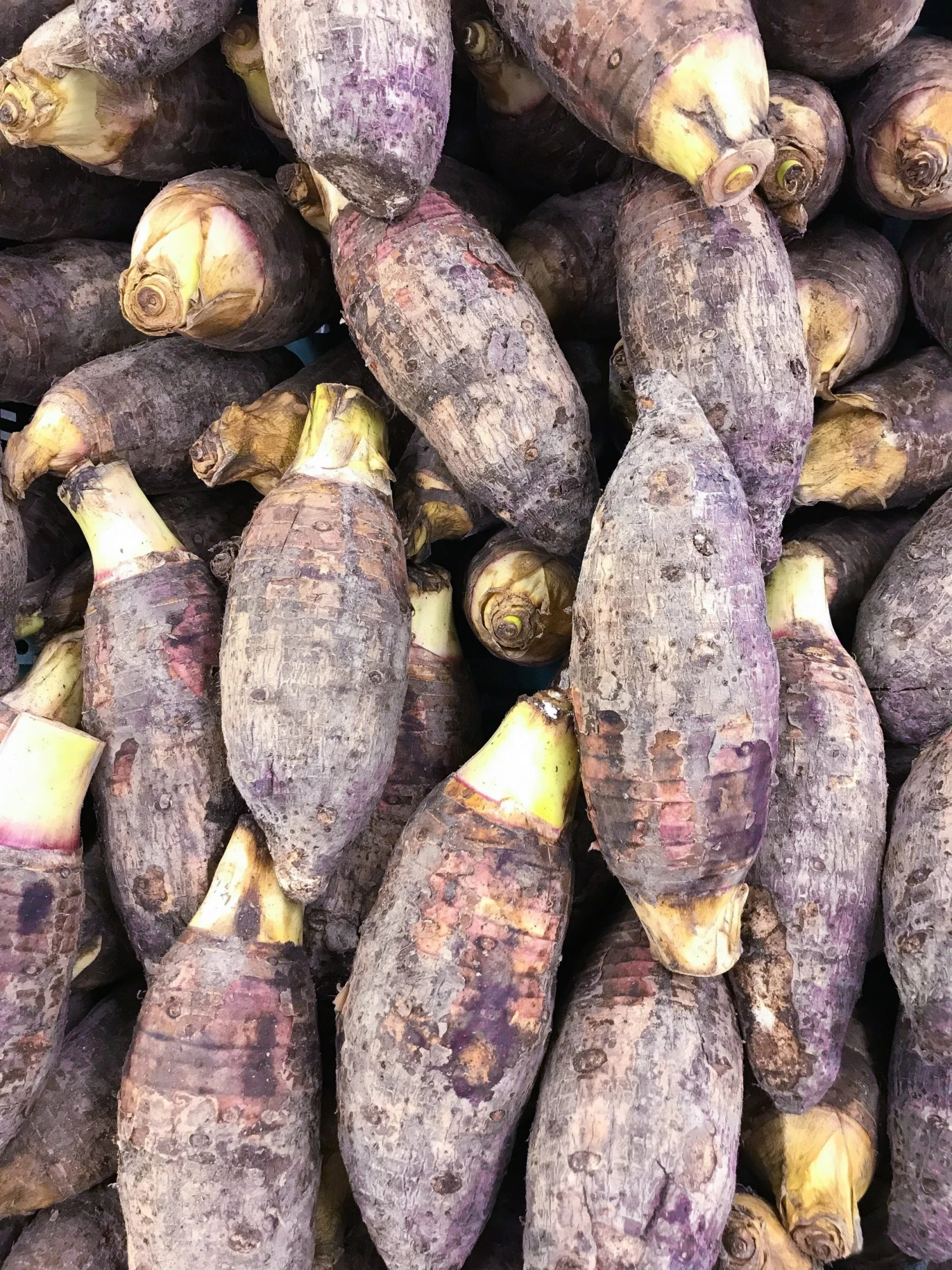 Sow Exotic Taro, Red (Colocasia Esculenta) 2 Sow Exotic Taro, Red (Colocasia Esculenta)