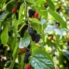 Sow Exotic Tropical Fruit & Spice Trees Mulberry 'Everbearing' (Morus Nigra)