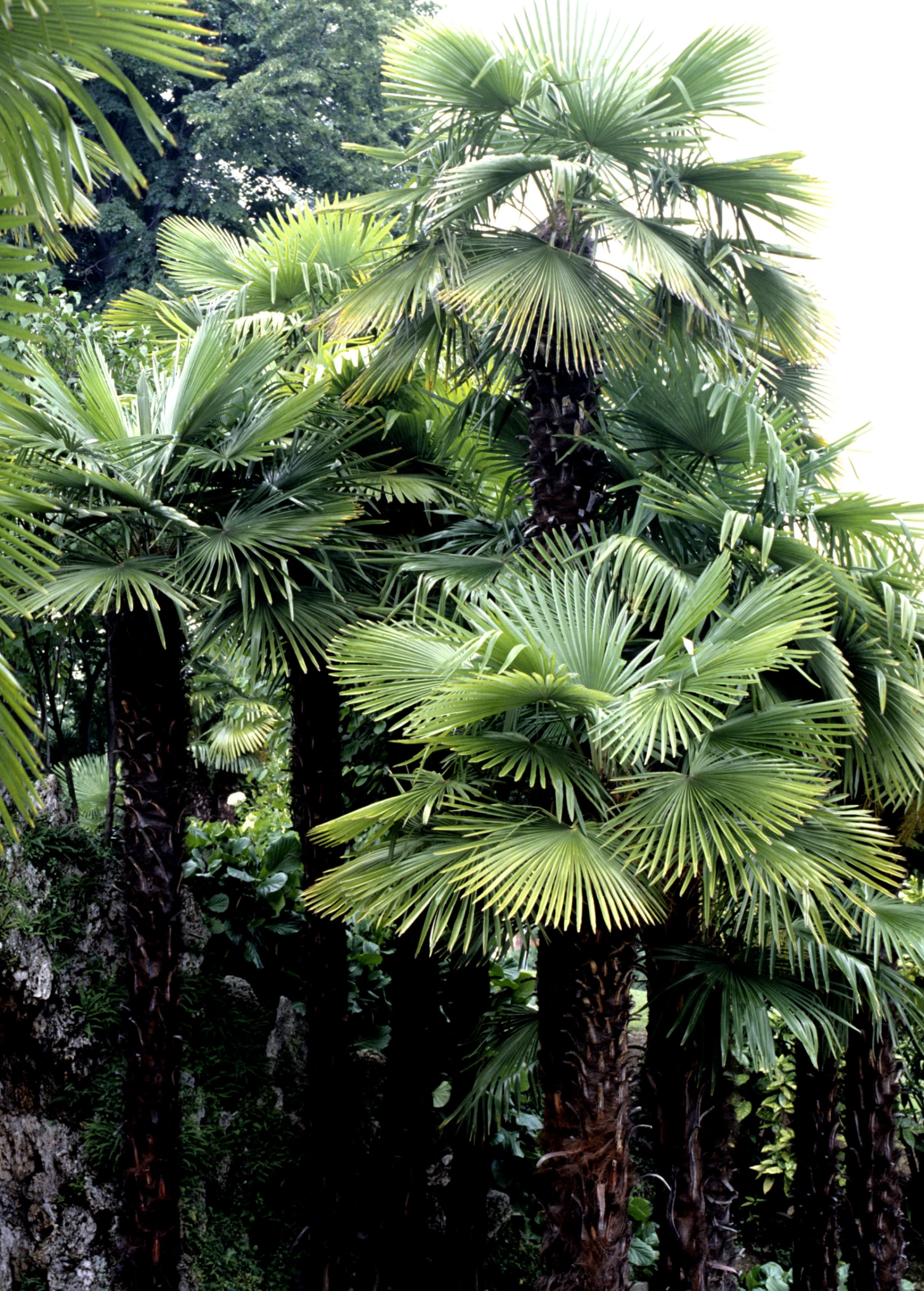 Sow Exotic Windmill Palm (Trachycarpus Fortunei) 2 Sow Exotic Windmill Palm (Trachycarpus Fortunei)