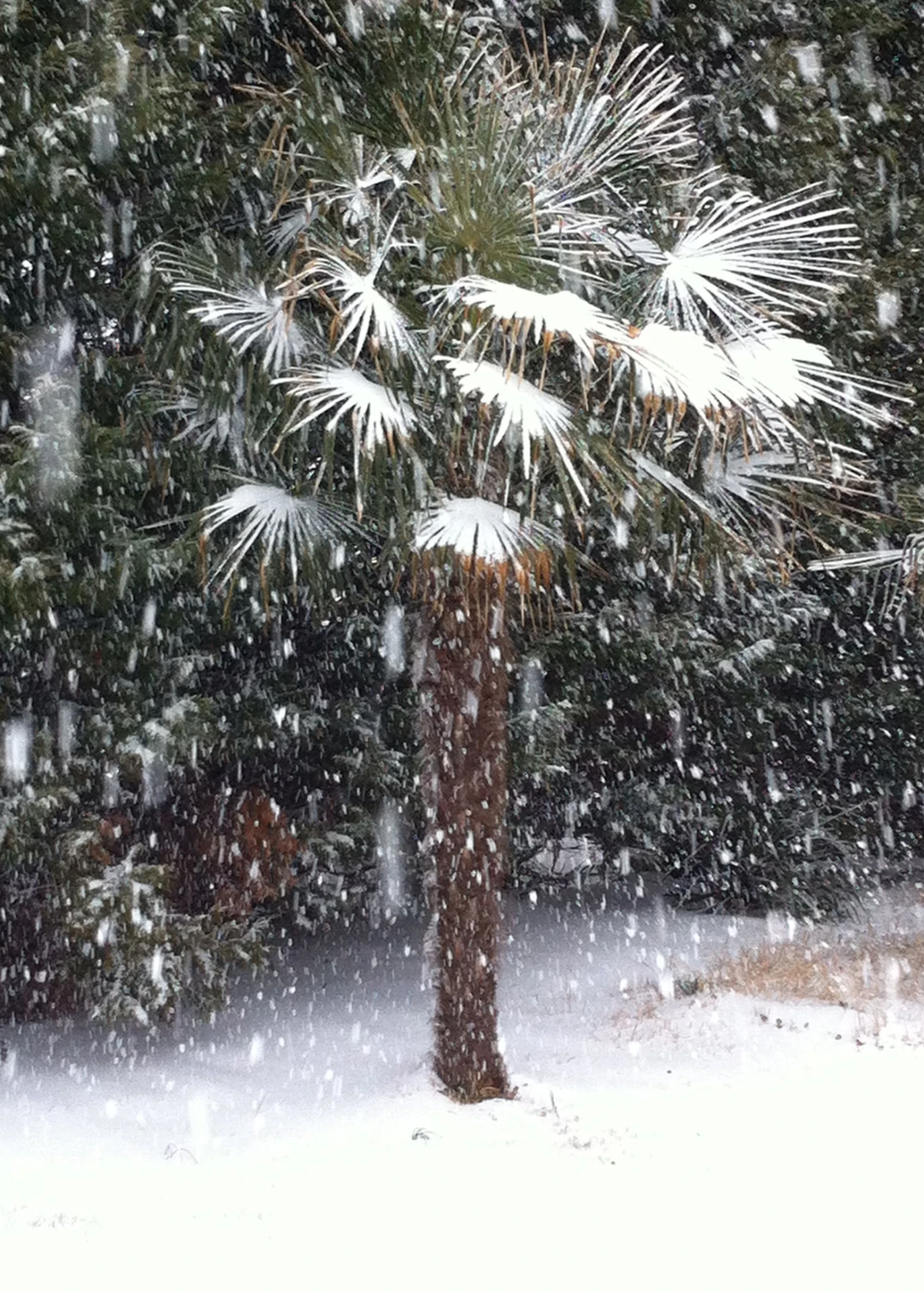 Sow Exotic Windmill Palm (Trachycarpus Fortunei) 1 Sow Exotic Windmill Palm (Trachycarpus Fortunei)