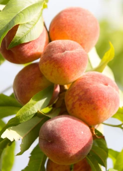 Sow Exotic Peach 'Tropic Beauty' (Prunus Persica)